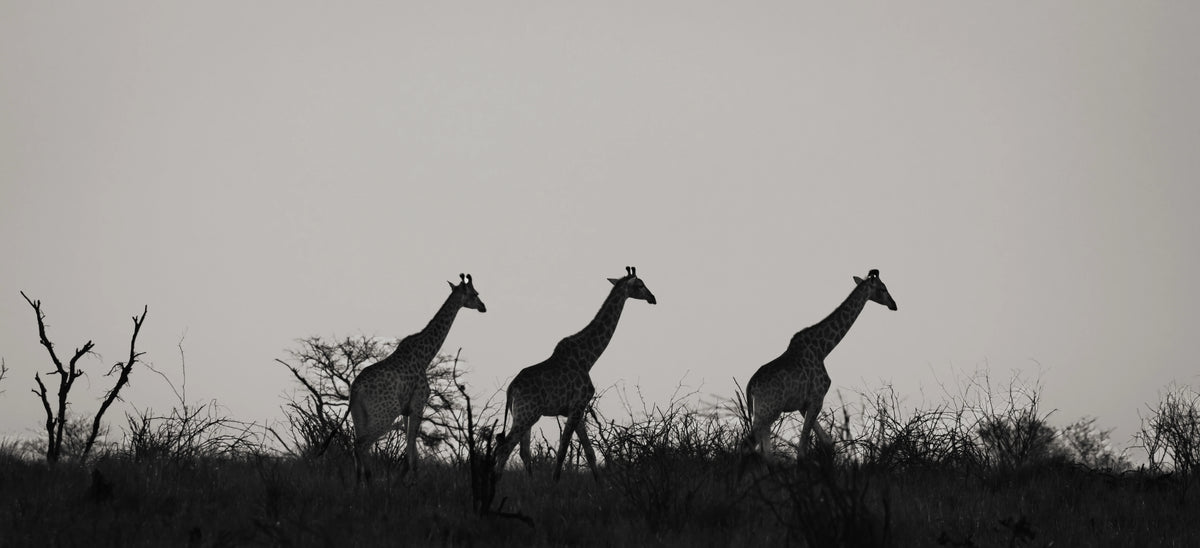 Three giraffes in silhouette walking across a grassy landscape against a pale sky.