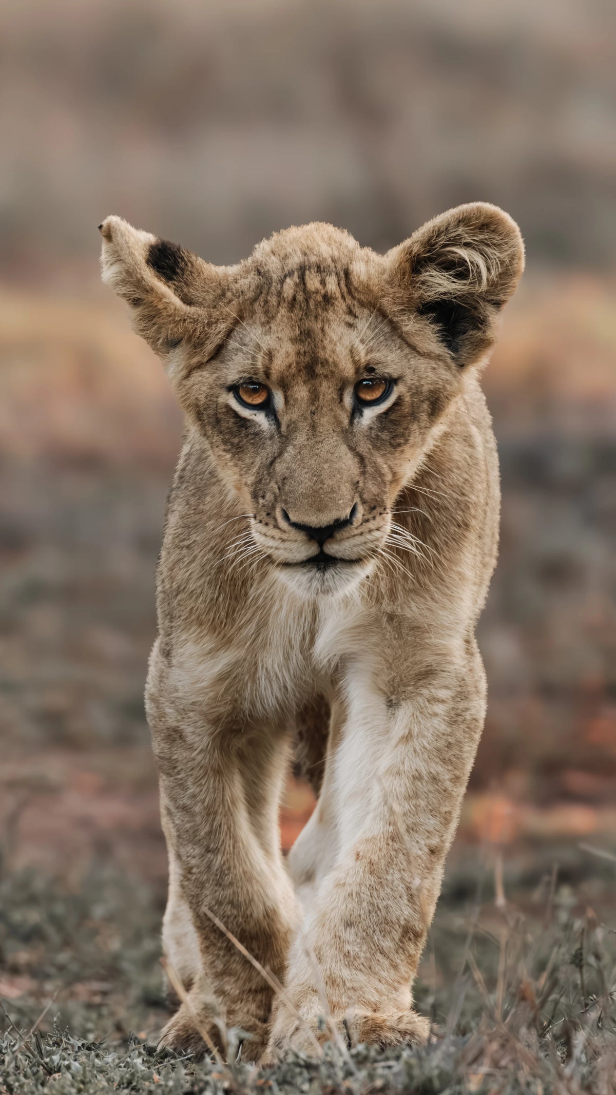 Coming of Age fine art wildlife photography print featuring a lion cub walking forward toward the camera in a natural outdoor setting with dry grass and a blurred earthy background.