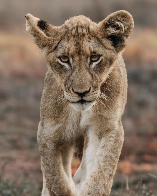 Coming of Age fine art wildlife photography print featuring a lion cub walking forward toward the camera in a natural outdoor setting with dry grass and a blurred earthy background.