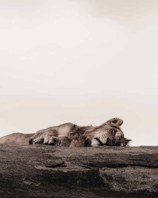 Dormant Ridge fine art wildlife photography print capturing a lion resting peacefully atop a textured rocky outcrop against a soft, muted sky.