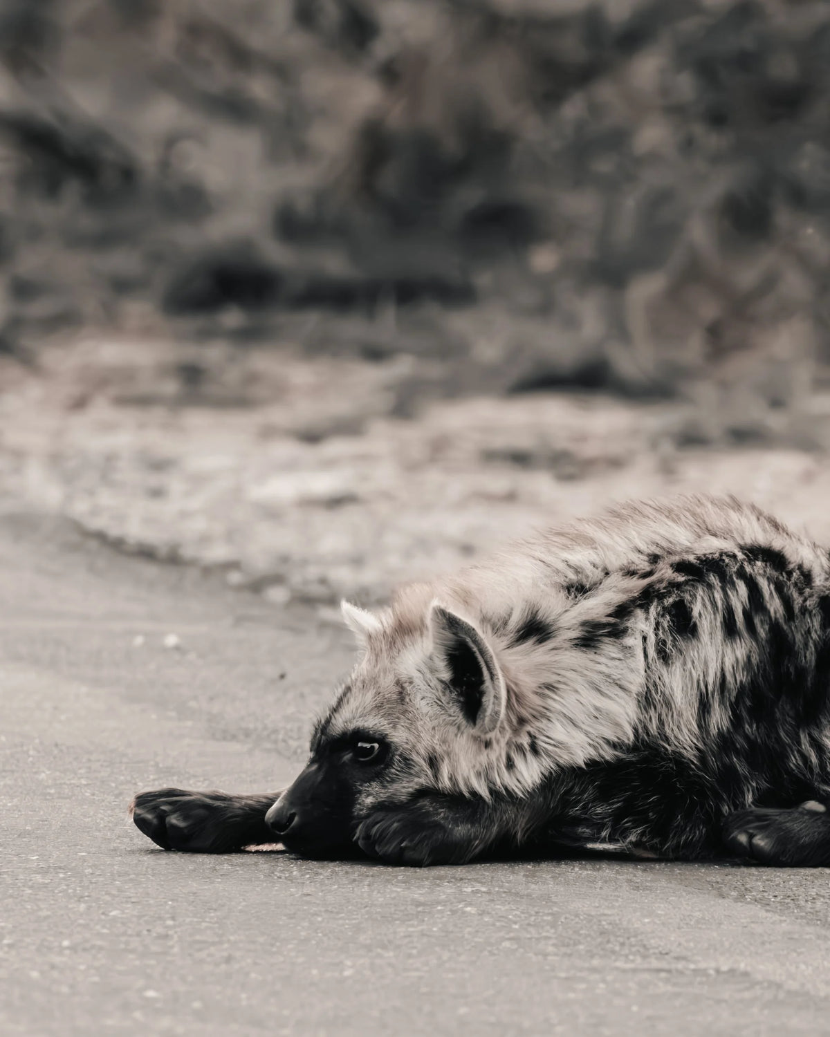 Grounded fine art wildlife photography print capturing a spotted hyena resting low on a sandy road in the African bushveld.