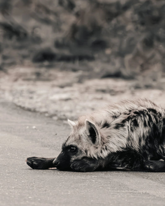 Grounded fine art wildlife photography print capturing a spotted hyena resting low on a sandy road in the African bushveld.