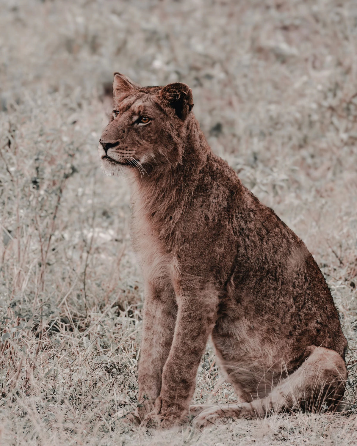 Poise fine art wildlife photography print capturing a young lion sitting alert amidst muted tall grass in the African bushveld.