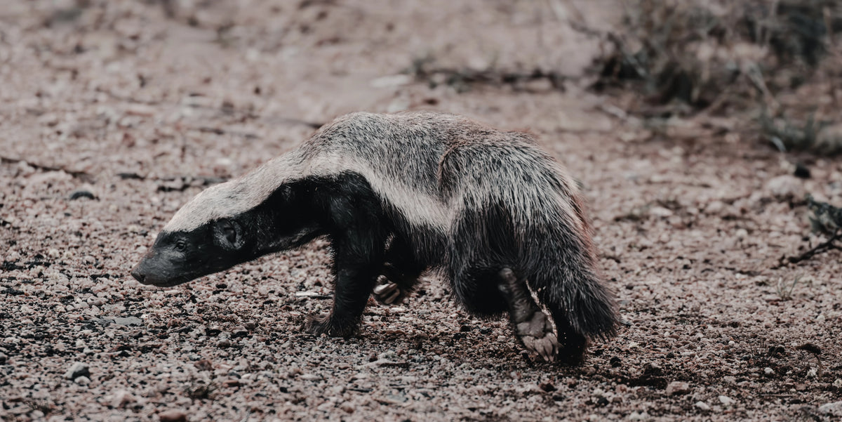 Quiet fortitude fine art wildlife photography print featuring a honey badger moving low across the rough, pebble-strewn ground of the African bushveld.