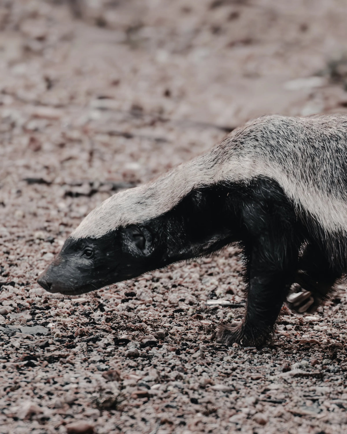 Quiet fortitude fine art wildlife photography print featuring a honey badger moving low across the rough, pebble-strewn ground of the African bushveld.