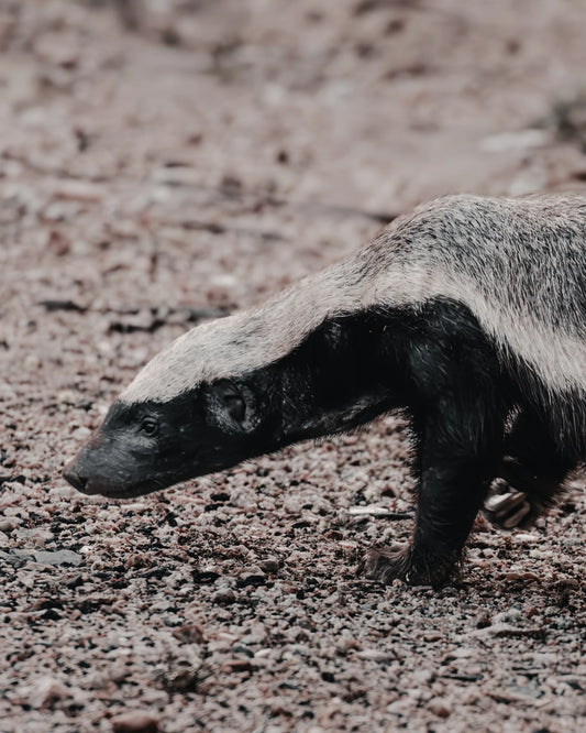 Quiet fortitude fine art wildlife photography print featuring a honey badger moving low across the rough, pebble-strewn ground of the African bushveld.