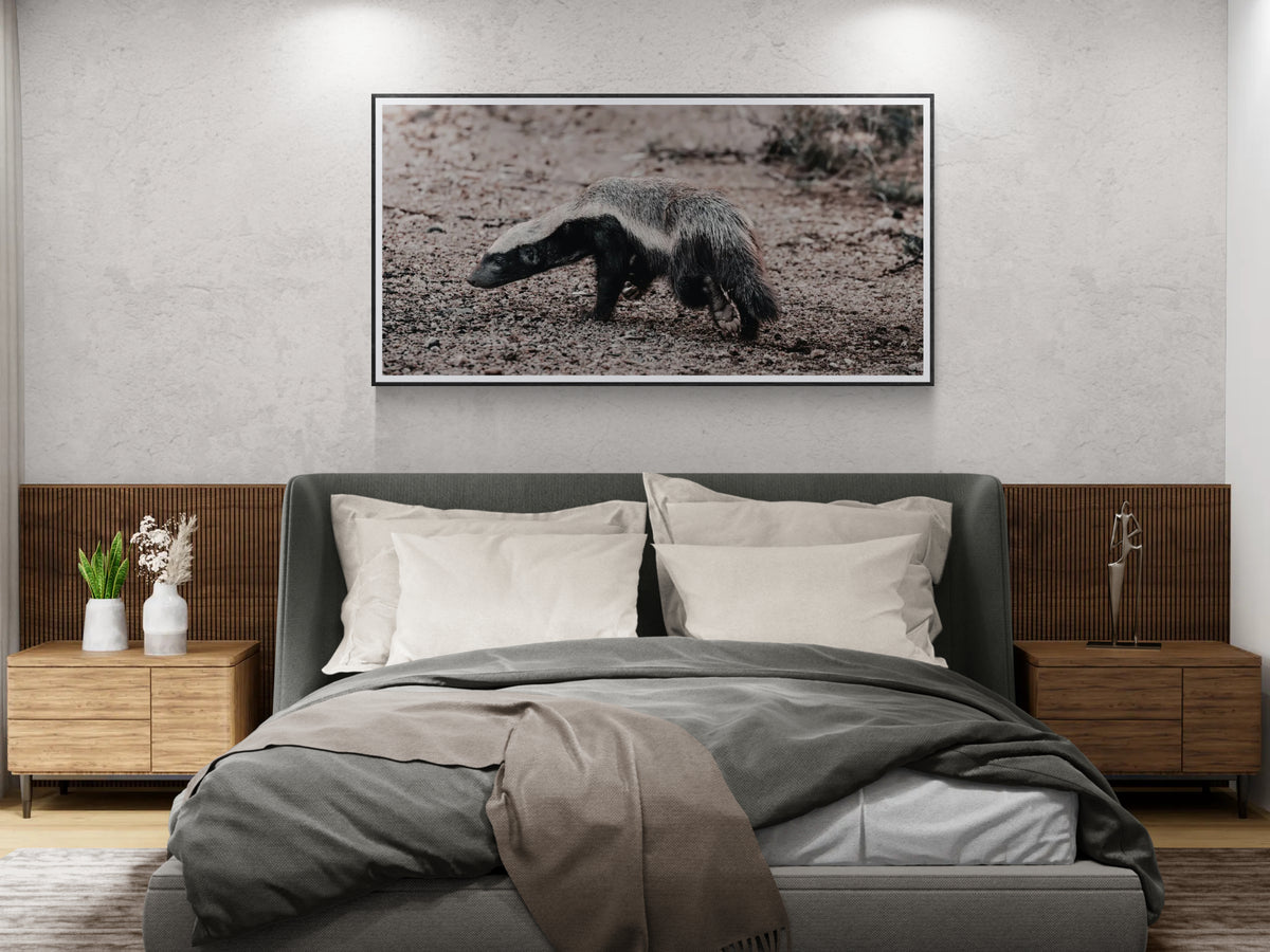 Quiet fortitude fine art honey badger print framed and displayed above a modern bed in a contemporary bedroom interior.