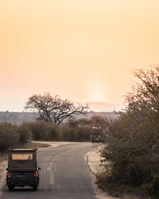 Trailing the Sun fine art wildlife photography print capturing an open-top safari vehicle navigating along a road toward a golden sunset in the African bushveld.