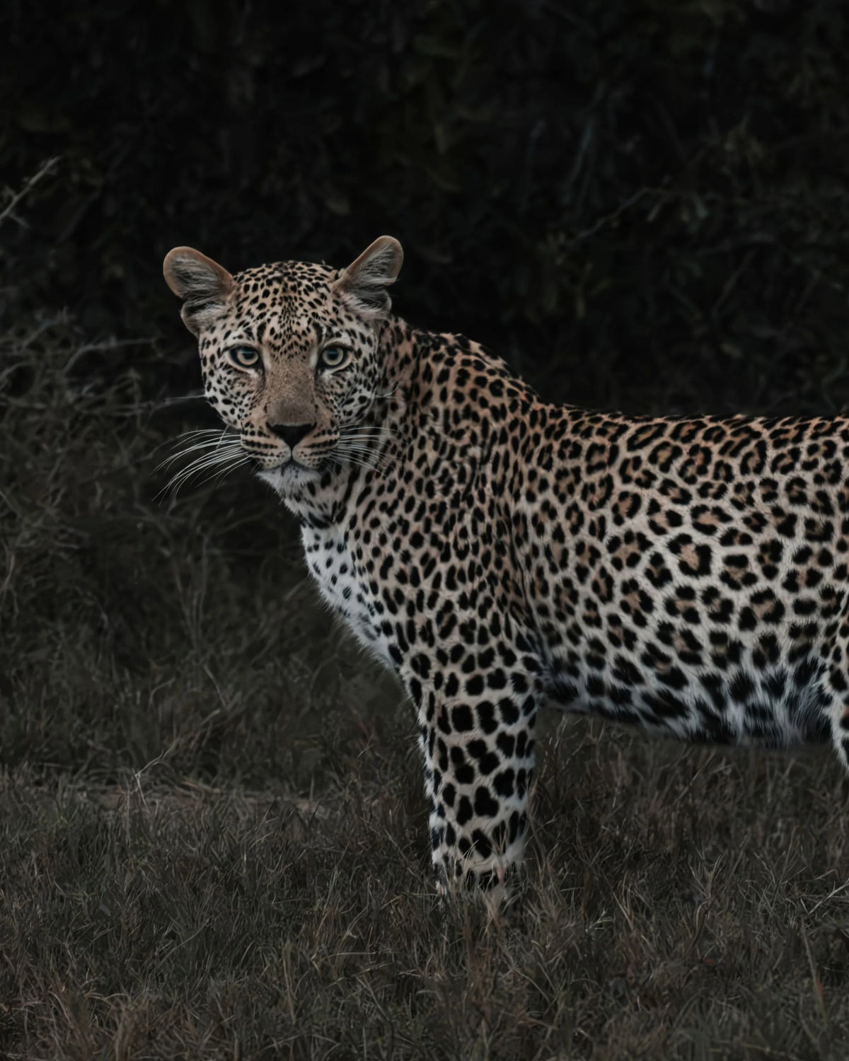 Unseen fine art wildlife photography print capturing a leopard standing alert and camouflaged against dark, moody foliage in the African bushveld.