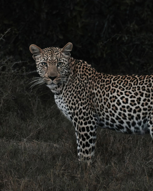 Unseen fine art wildlife photography print capturing a leopard standing alert and camouflaged against dark, moody foliage in the African bushveld.