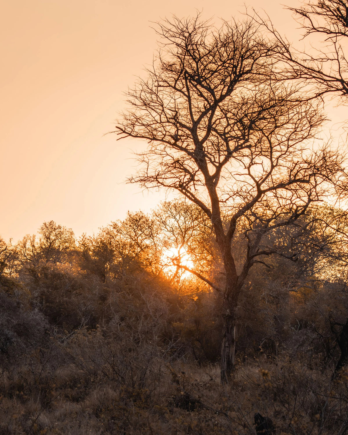 Veld Gold fine art landscape photography print capturing the warm glow of the African sun filtering through silhouetted acacia trees in the bushveld.