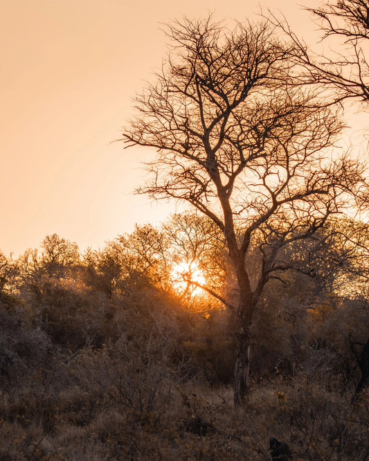 Veld Gold fine art landscape photography print capturing the warm glow of the African sun filtering through silhouetted acacia trees in the bushveld.